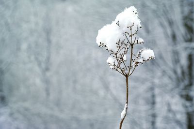 Close-up of plant against sky