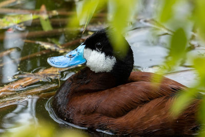 Close-up of ruddy duck swimming in lake