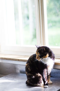 Cat sitting on window