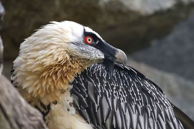 Close-up of vulture at tierpark berlin