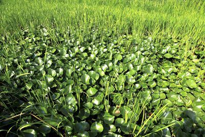 Close-up of green leaves