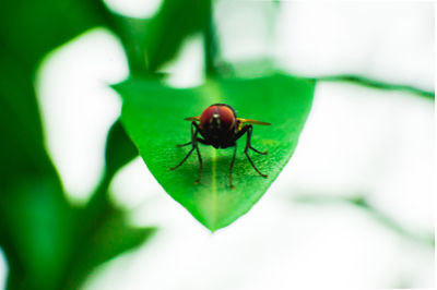 Close-up of insect