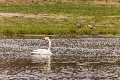 Swan in lake