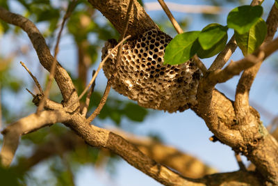 Close-up of dried plant on branch