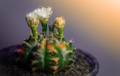 Close-up of succulent plant