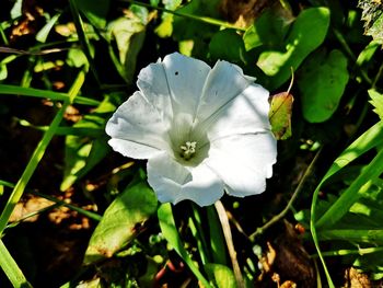 Close-up of white flowering plant