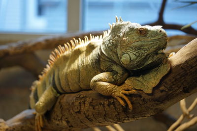 Close-up of a lizard