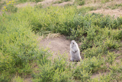 Bird sitting in a field