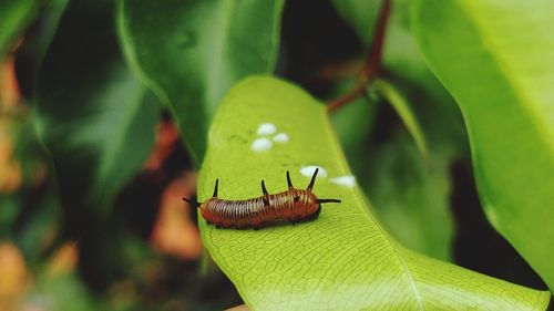 Close-up of insect on leaf