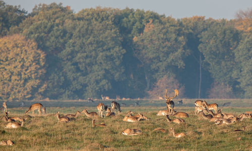 View of sheep on field against trees