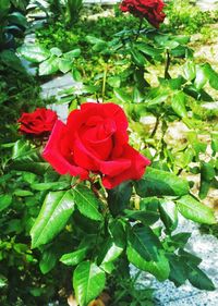 Close-up of red flower