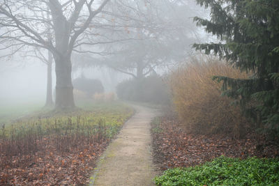 Road amidst trees in forest during foggy weather