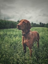 Close-up of dog on field against sky