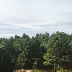 Scenic view of trees against cloudy sky