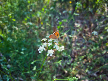 Butterfly on flower