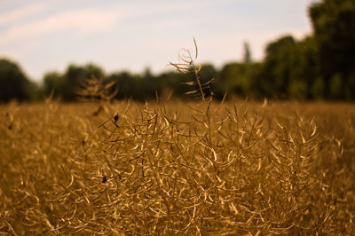 Close-up of wheat field against sky