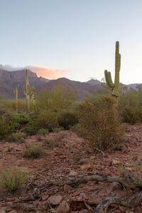 Cactus in desert against sky