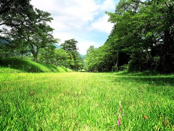 Scenic view of trees growing on field against sky