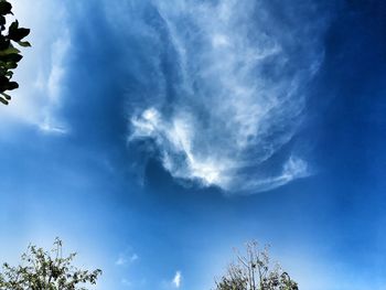 Low angle view of trees against blue sky