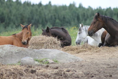 Horses on field against sky