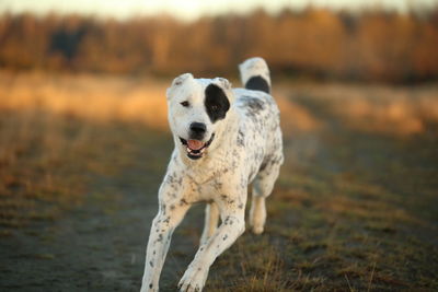 View of dog running on field