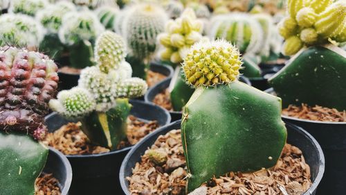 Close-up of succulent plant