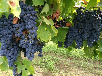 Close-up of grapes growing in vineyard