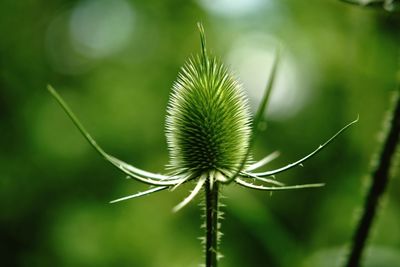 Close-up of spiked plant