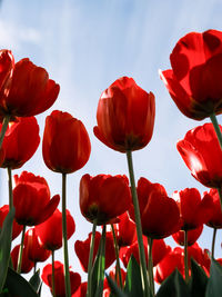 Close-up of yellow tulips