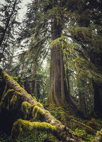 Trees in forest