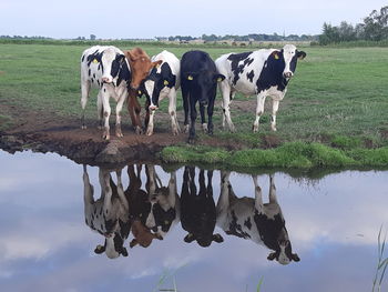 Horses standing in lake