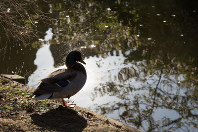 Bird perching on lake