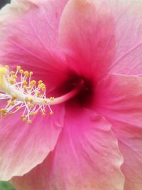 Close-up of pink flower