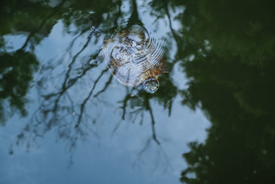 High angle view of turtle in lake