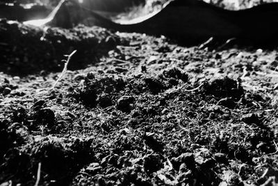 Close-up of lichen on rock