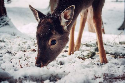 Close-up of horse in winter