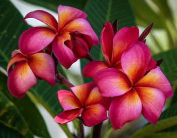 Close-up of frangipani on plant