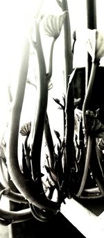 Low angle view of flowers