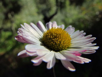 Close-up of flower blooming outdoors