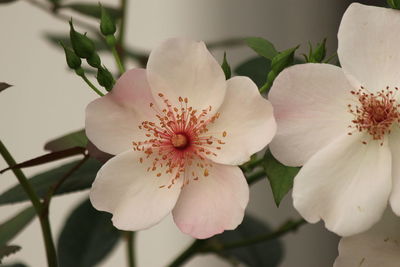 Close-up of white flowering plant