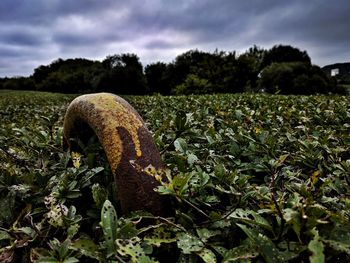 Close-up of abandoned field against sky