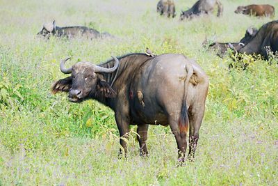 Rear view of buffalo standing on grassy field