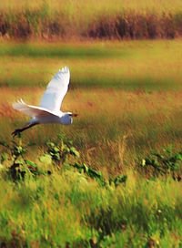 Bird flying over grass