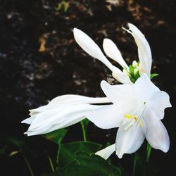 Close-up of white flower blooming outdoors