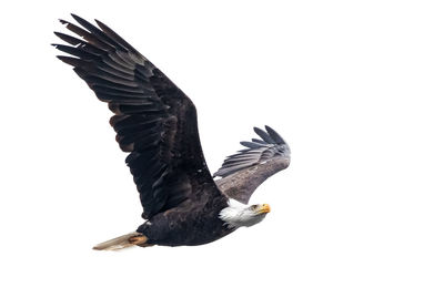 Low angle view of eagle flying against clear sky