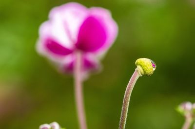 Close-up of pink flower