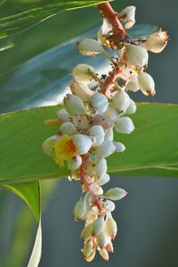 Close-up of white flowers on branch