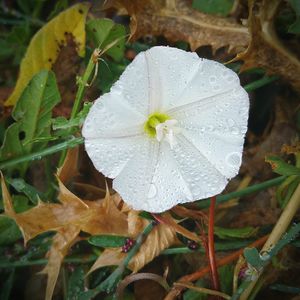 Close up of plant growing on plant