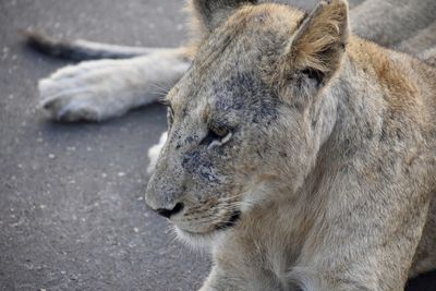 Close-up of a cat looking away