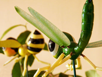 Close-up of insect on leaf